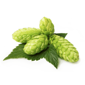 Хмель обыкновенный