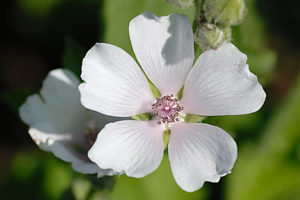 Алтей лекарственный