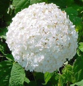 Гортензия древовидная