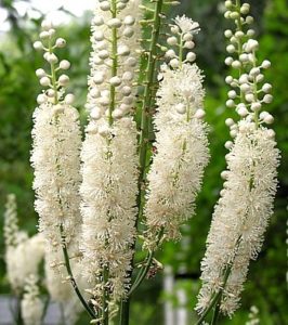 Цимицифуга или клопогон кистевидный