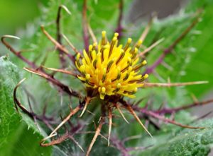 Кникус благословенный