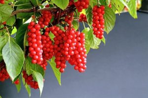 Лимонник китайский