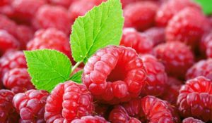 Малина красная