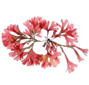 Родимения дланевидная