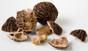 Черный орех