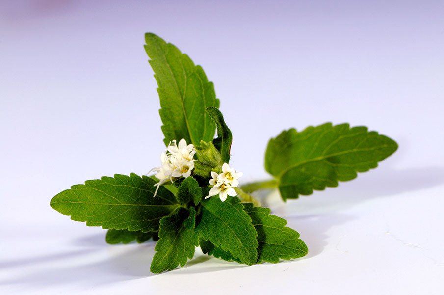 Бад Nsp: Стевия (Stevia) - купить, цена, применение продукта