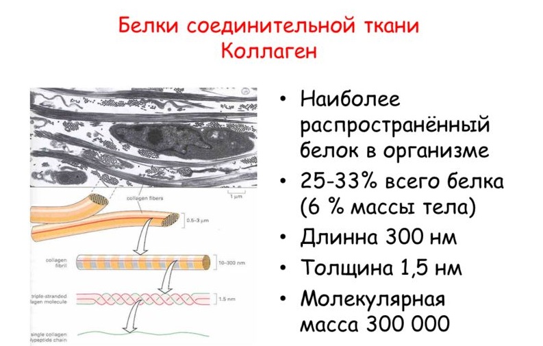Органические вещества с углеродом. Соединительные белки. Функции фибронектина биохимия. Основные белки соединительной ткани. Соединительные белки.