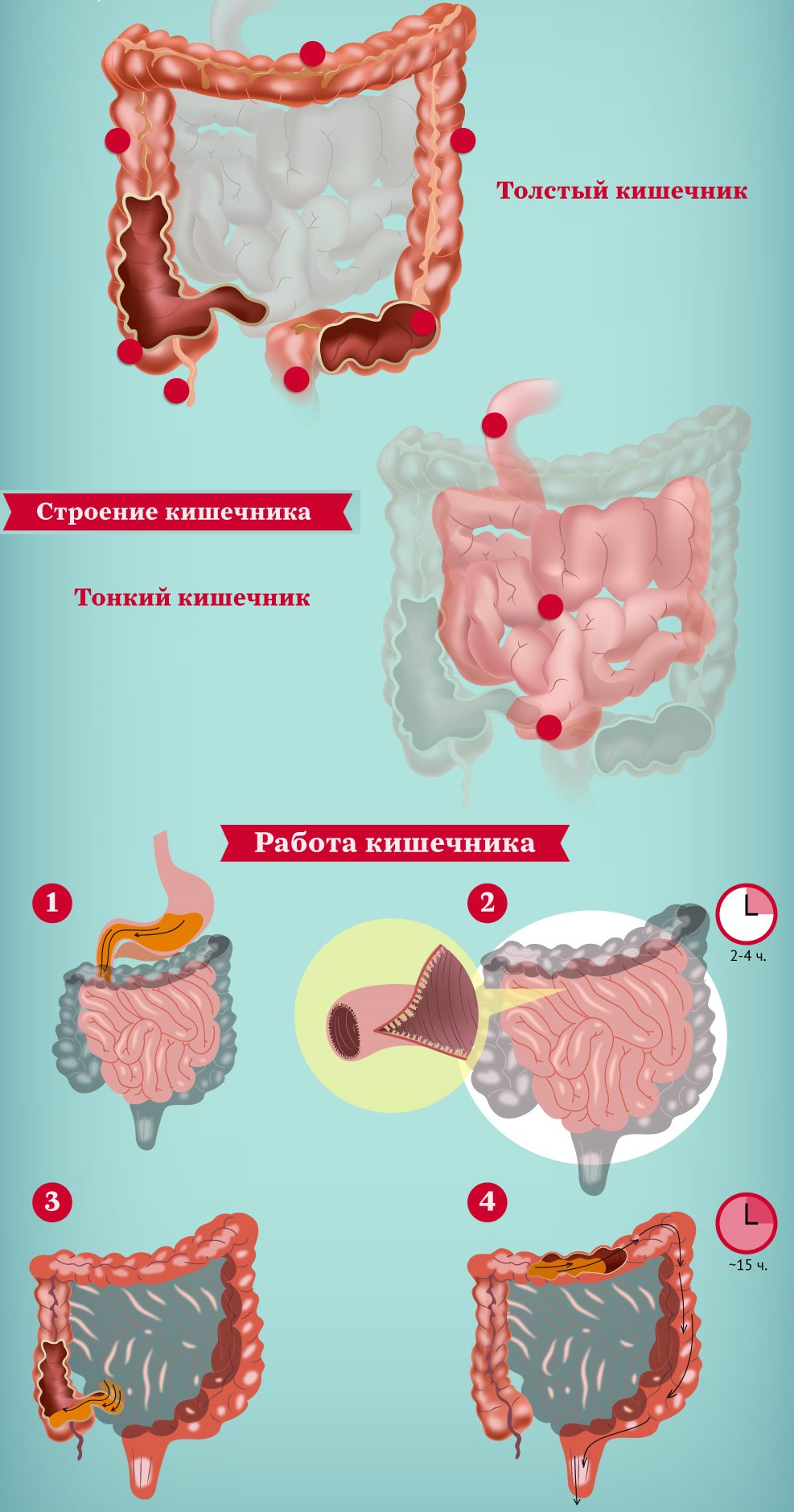 Сколько кишечников в организме человека